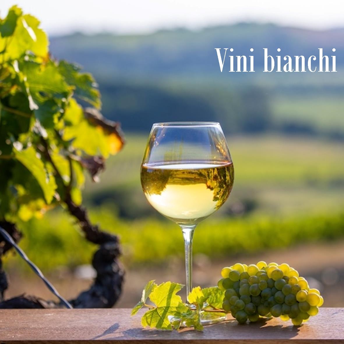 Vini Bianchi